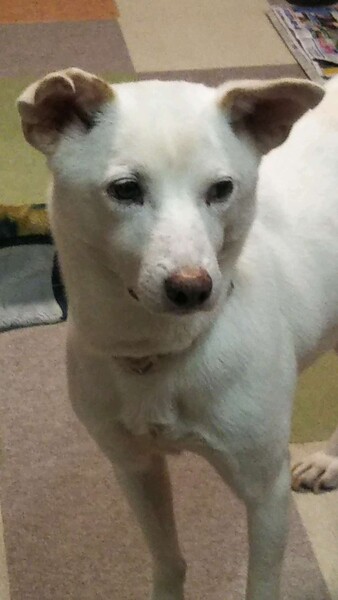 お便り写真